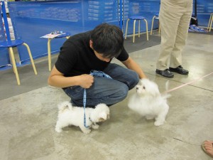 First day of puppy school